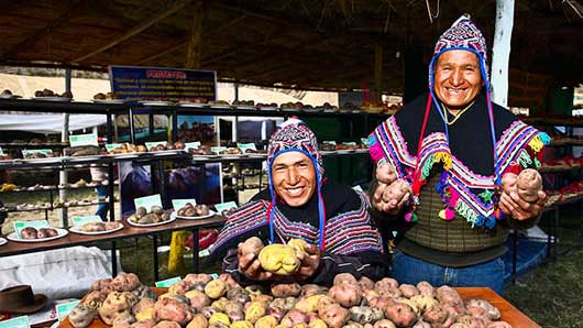 Papas nativas, Huancavelica