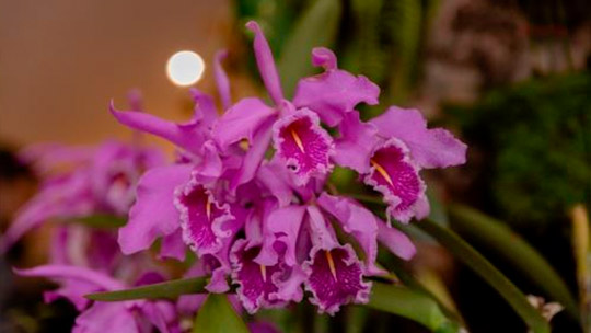 Orquídea