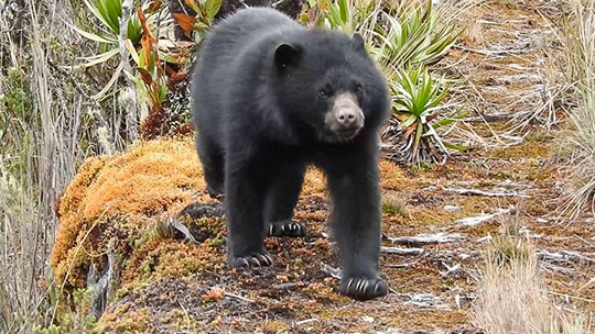 Oso de anteojos en Machu Picchu