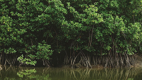 Reserva de Biosfera Noroeste