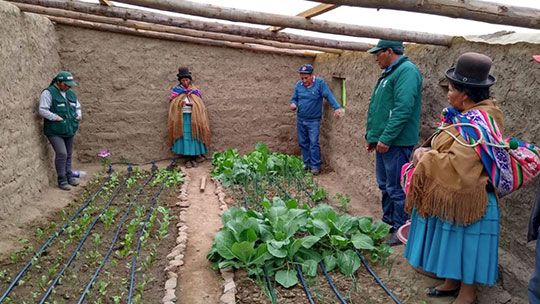 Campesinos producen más de 2,000 toneladas de hortalizas gracias a fitotoldos