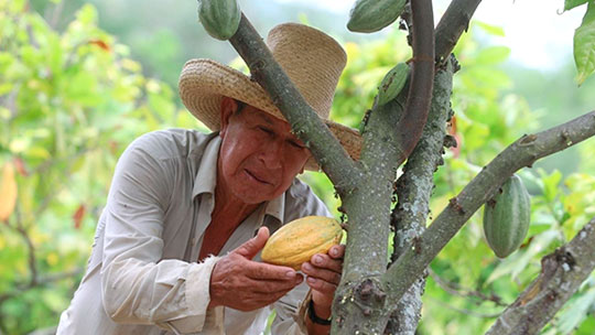 Productor de cacao