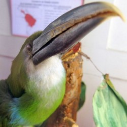 Museo de Historia Natural